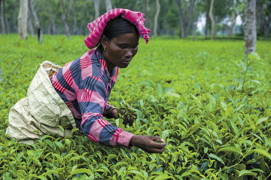 A new home of fine tea: Bihar