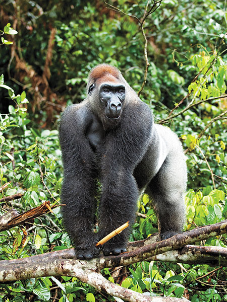 Primate tourism: A well-organised industry