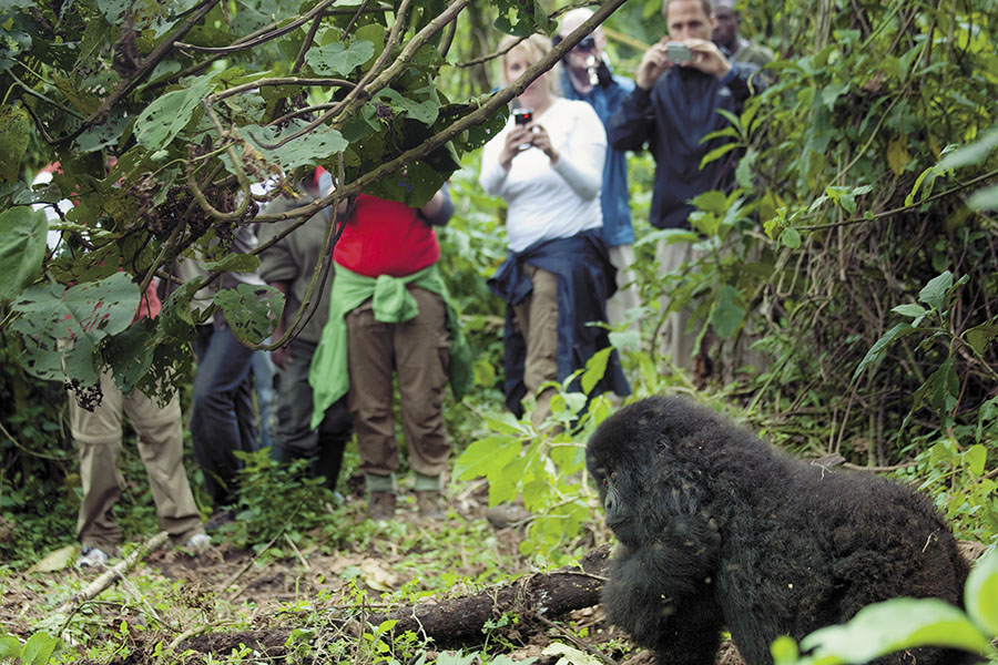 Primate tourism: A well-organised industry