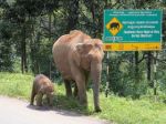 Rehabilitation Saves not Just Elephants, But Humans as Well: Founder WTI