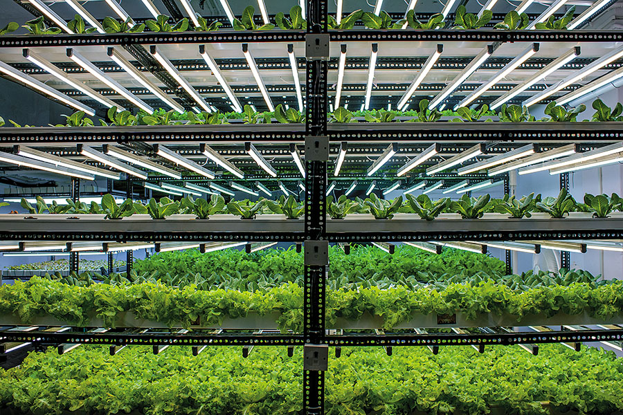 How India's hydroponic farmers are building businesses