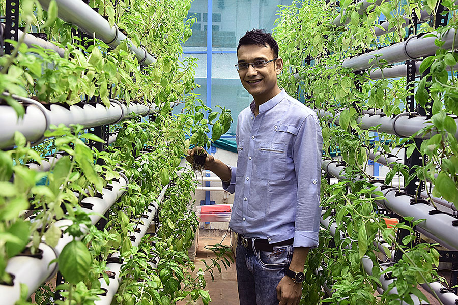 How India's hydroponic farmers are building businesses