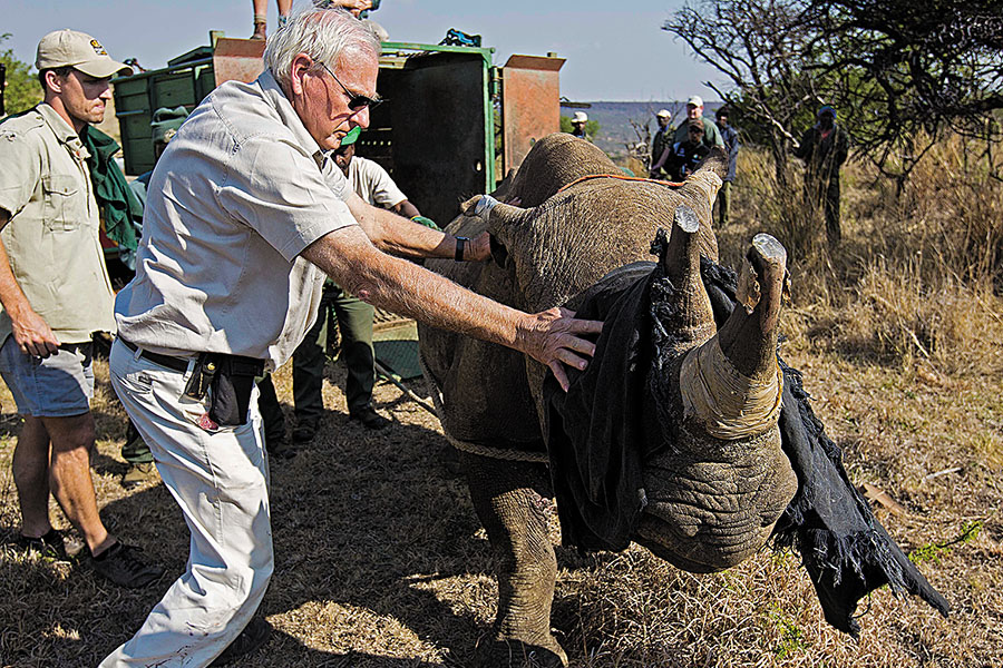Save the rhino: How India and South Africa differ in conservation