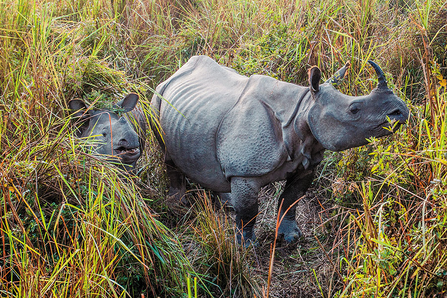 Save the rhino: How India and South Africa differ in conservation