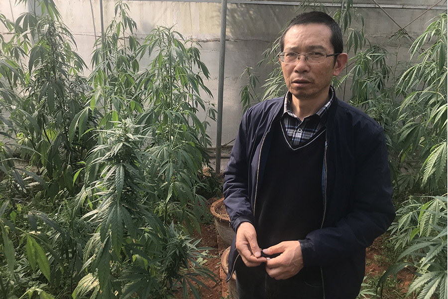 China cashes in on the cannabis boom