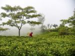 Darjeeling tea faces Nepali threat