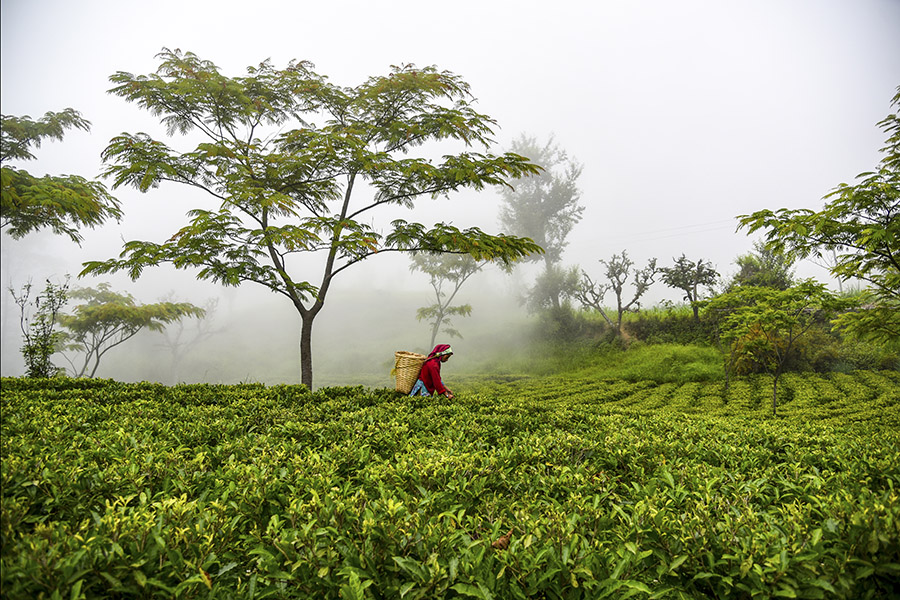 Darjeeling tea faces Nepali threat