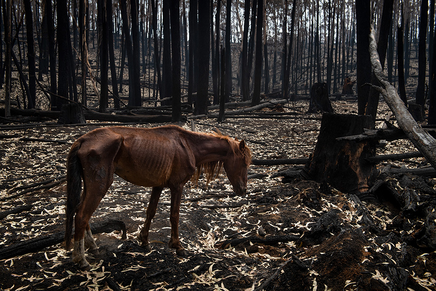 How many animals have died in Australia's wildfires?