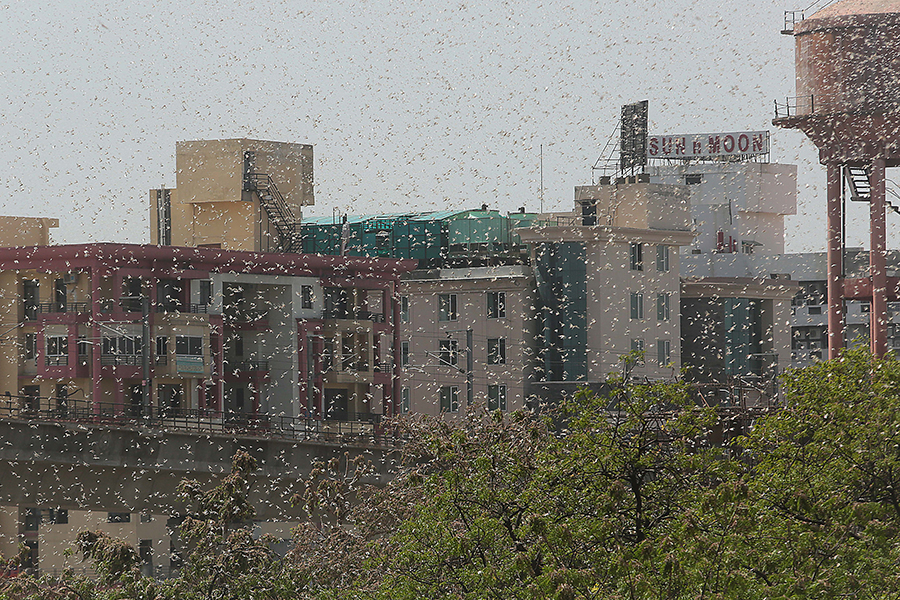 Photo of the day: Locusts attack Jaipur, Rajasthan