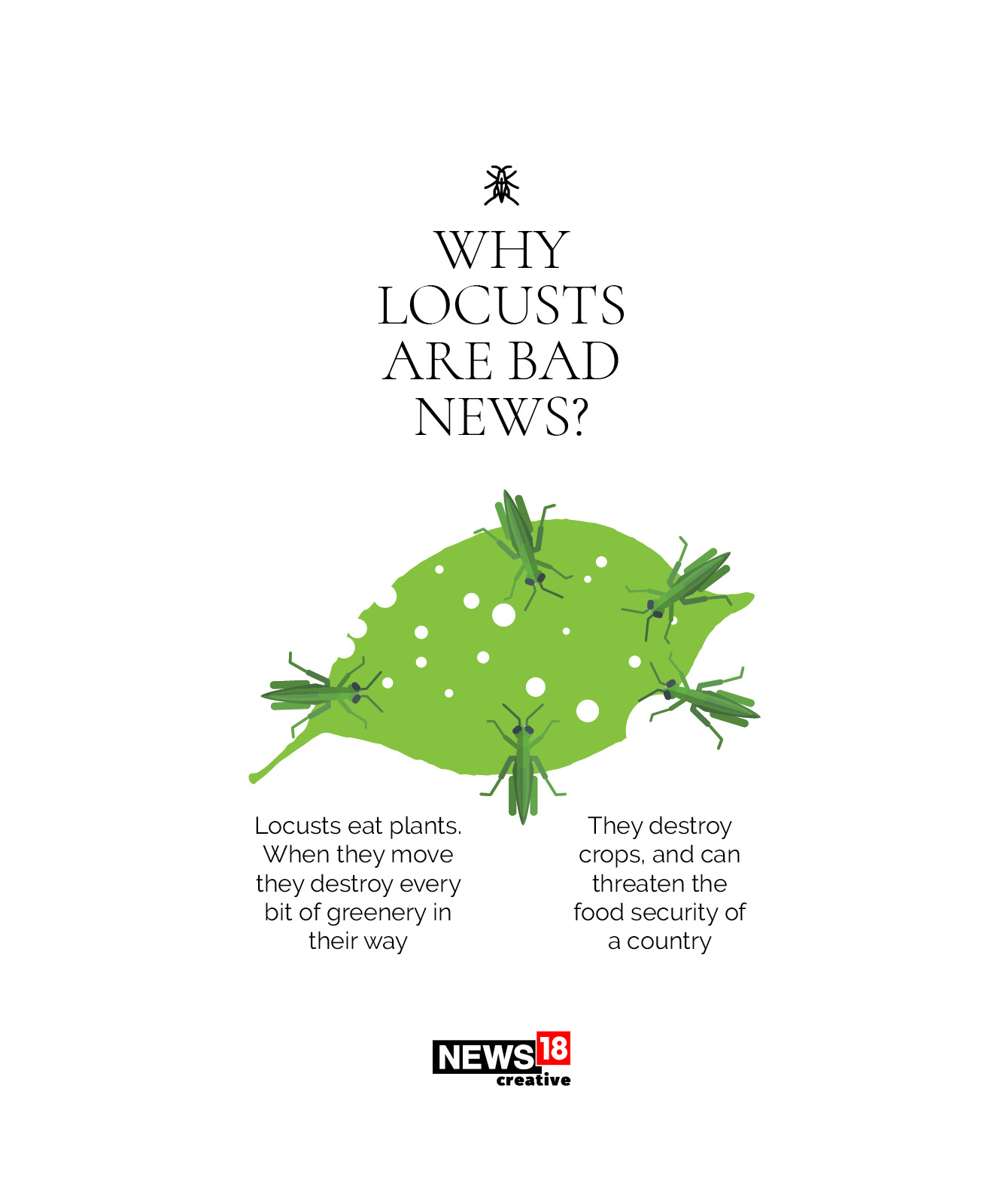 EXPLAINED: Why India is facing its worst locust attack in three decades