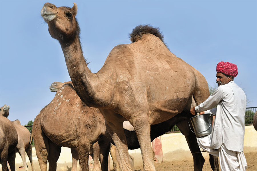 a man milking a camel _getty-518978594-
