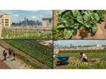 From Singapore's forest to farms on NYC rooftop, world cities uprooting the urban jungle