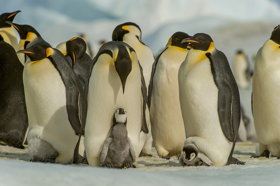 Climate change could devastate emperor penguins