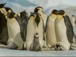 Climate change could devastate emperor penguins