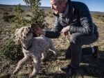 South Africa's 'crazy' mountain farmers cash in on truffle bet