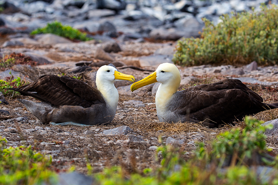 How global warming could be driving up albatross divorce