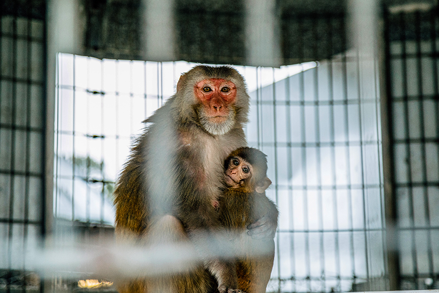 Future vaccines depend on test subjects in short supply: Monkeys