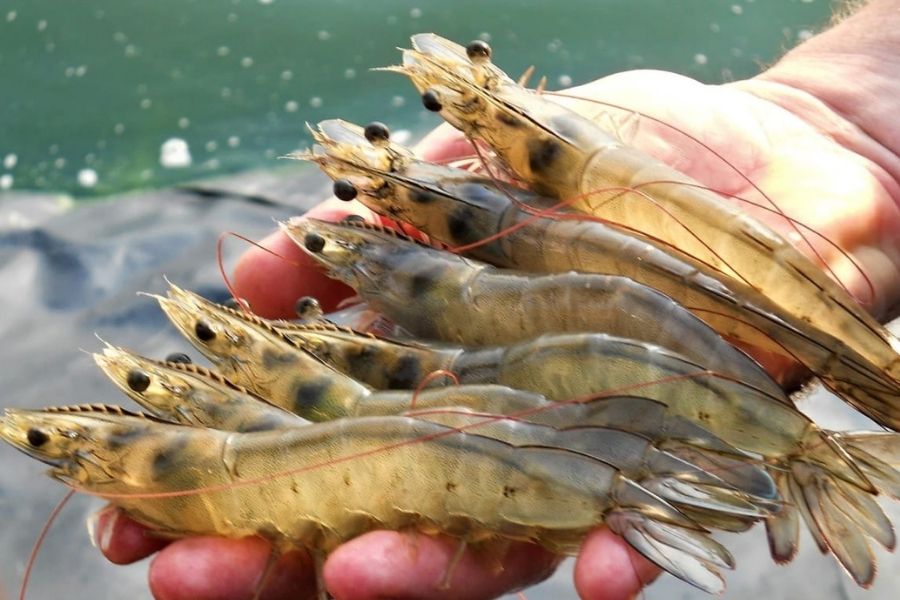Sustainable animal feed technology helps India's shrimp farmers overcome disease in animals