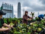 Hong Kong's urban farms sprout gardens in the sky