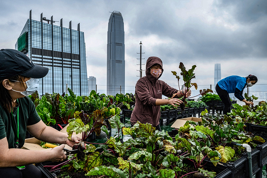 Hong Kong's urban farms sprout gardens in the sky