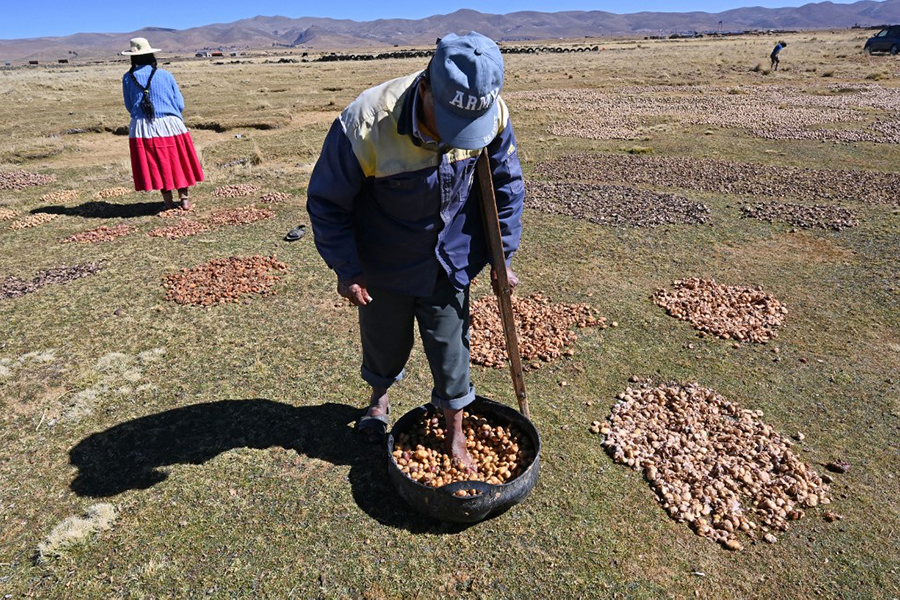 Chuno, the Andean secret to making potatoes last decades