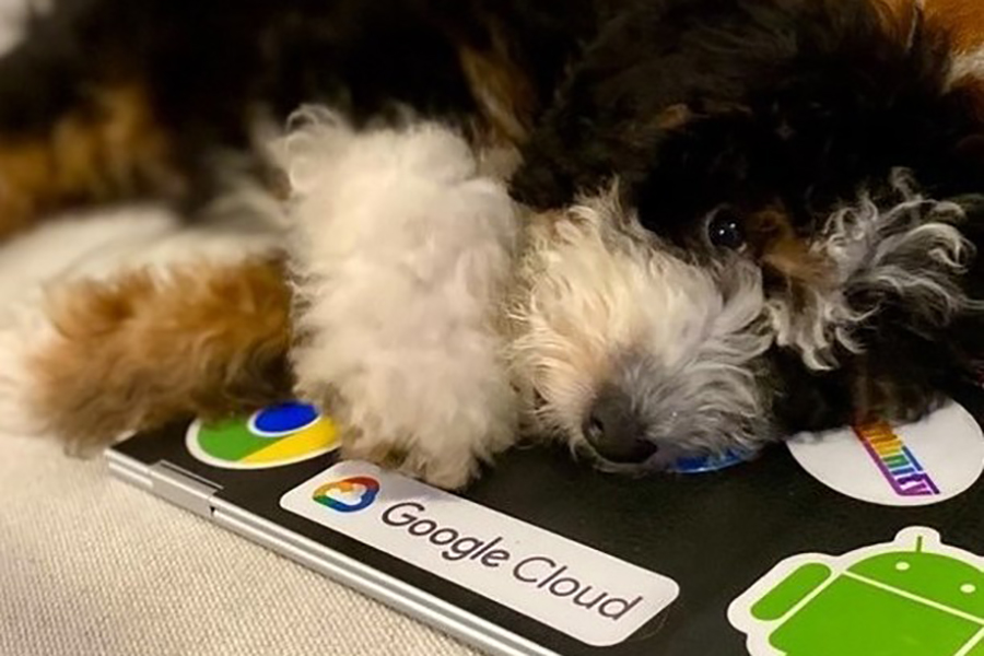 Have you heard of 'Dooglers,' the lucky dogs of Google employees?