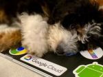 Have you heard of 'Dooglers,' the lucky dogs of Google employees?