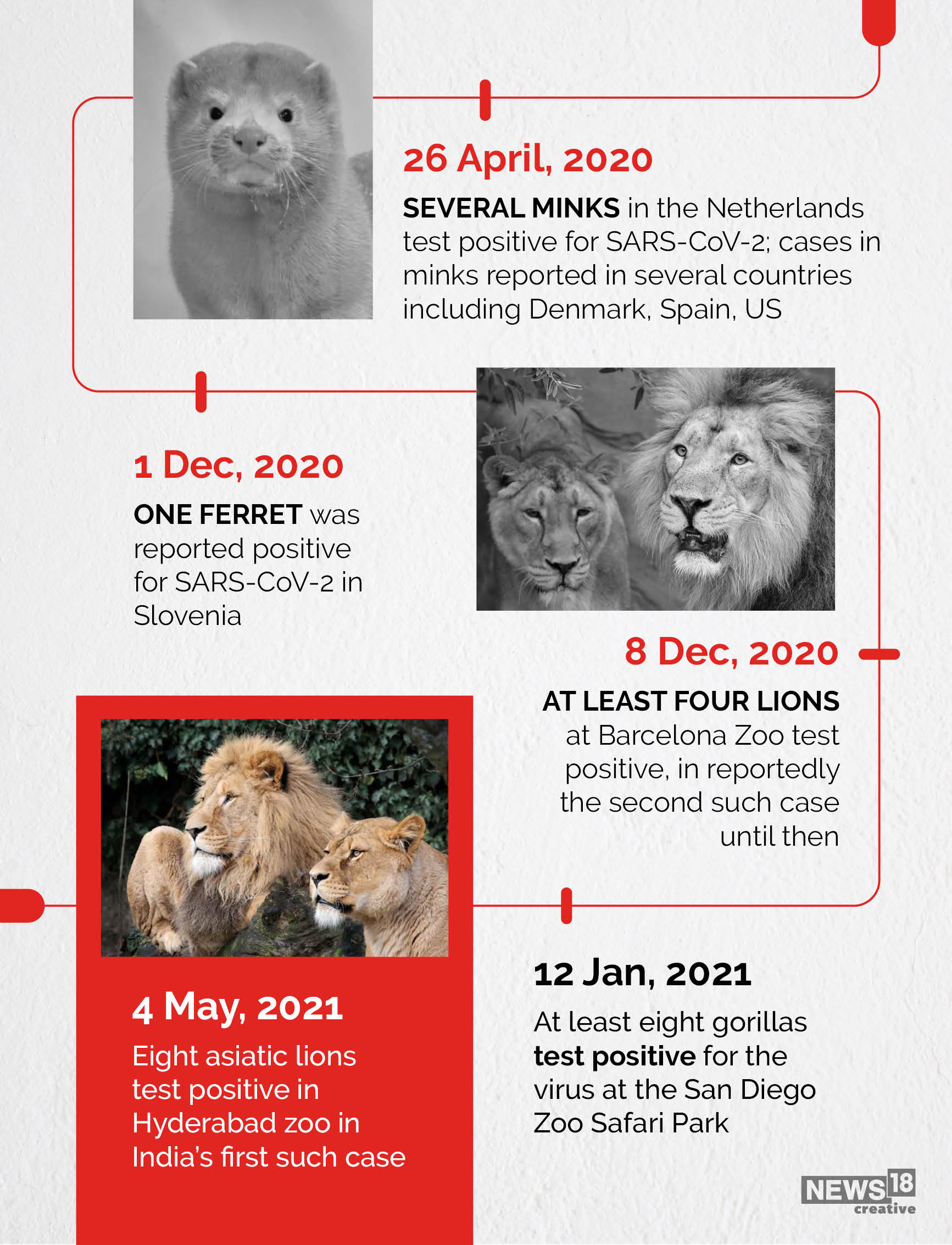 Eight Asiatic lions test positive in India: Are our pets safe from second wave?