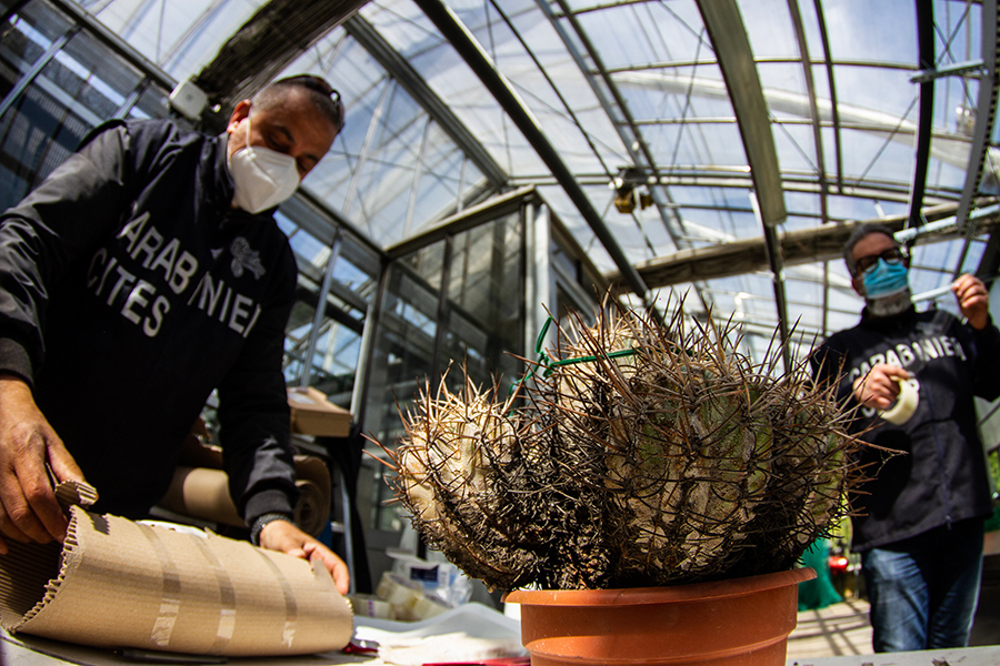 Global cactus traffickers are cleaning out the deserts