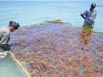 Indian women show the way for cultivating 'eco-miracle' seaweed