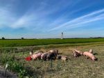 How pigs are helping Amsterdam's airport tackle bird strikes