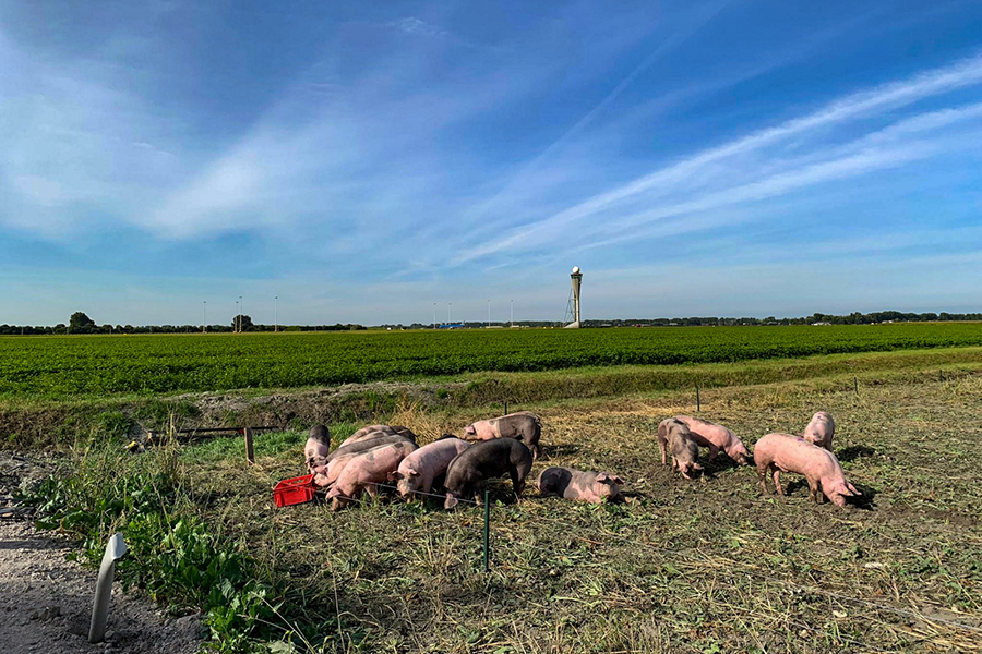 How pigs are helping Amsterdam's airport tackle bird strikes