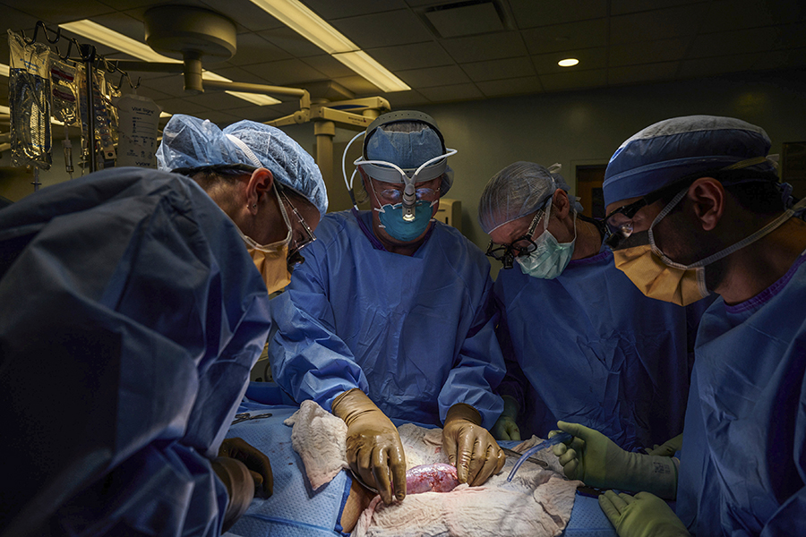 In a first, surgeons attach a pig kidney to a human—and it works