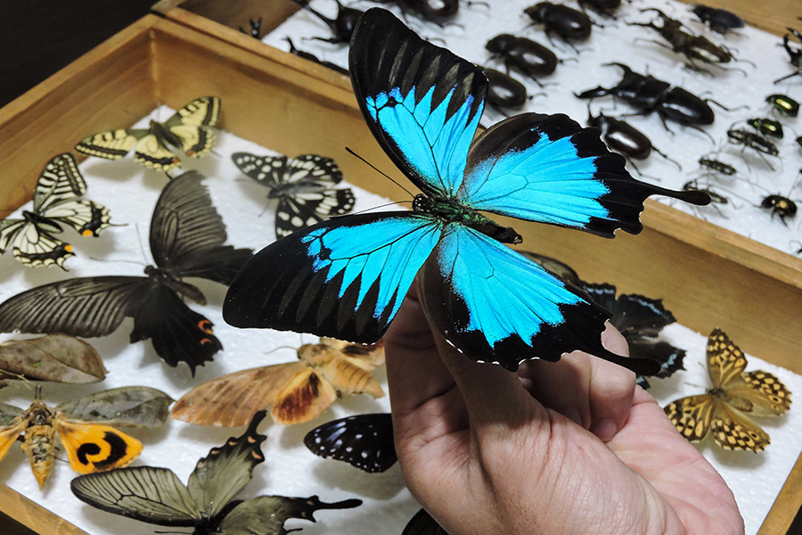 How museum collections could aid environmental conservation