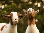 Eco-grazing: What if you could get your lawn 'mowed' by goats or sheep?
