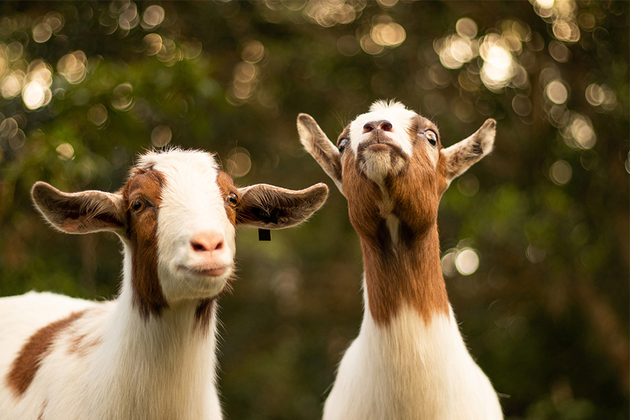 Eco-grazing: What if you could get your lawn 'mowed' by goats or sheep?