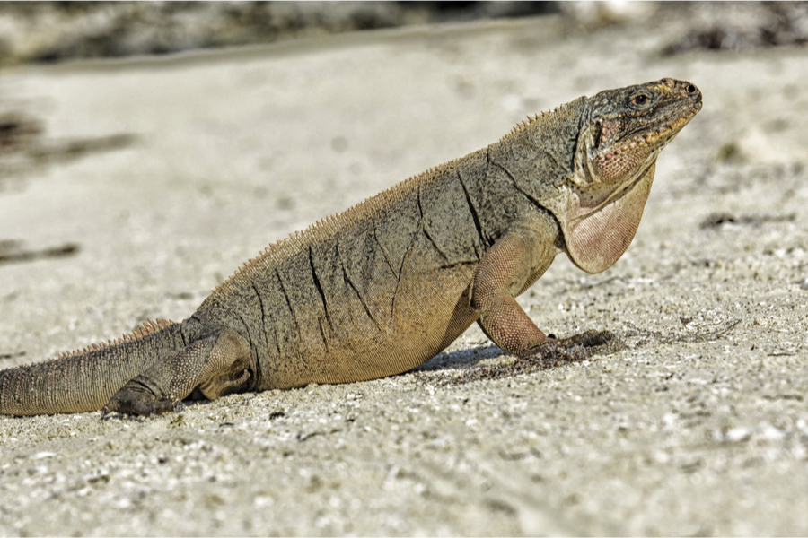 Sugar, Animals: Ecotourism Giving Rare Iguanas A Sweet Tooth And High Blood  Sugar - Forbes India