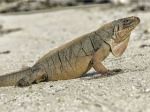 Ecotourism giving rare iguanas a sweet tooth and high blood sugar