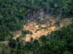 10 football pitches of pristine rainforest lost per minute in 2021