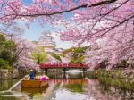 Prettier than pink: The push to diversify Japan's cherry blossom season