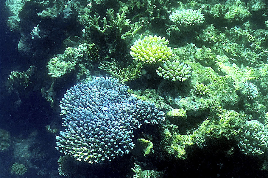 Great Barrier Reef sees the fragile coral comeback