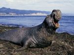 Thanks to elephant seals, we now know more about the 'Blob' marine heatwave