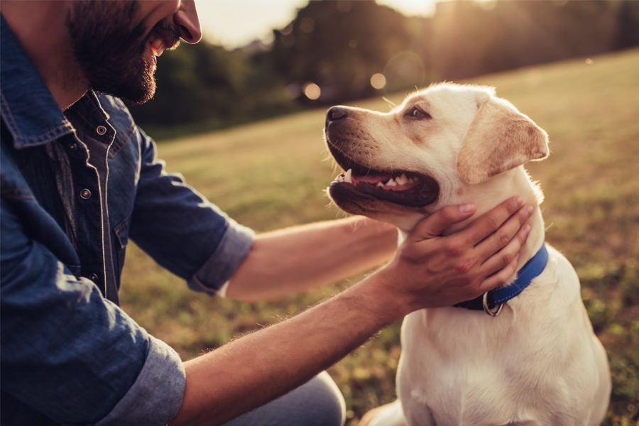 Study shows dogs get teary-eyed when they reunite with owners