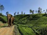 Elephants are also your business if you are in the plantation industry in India