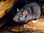 You can learn from rats to improve time management