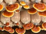 Mushrooms on track to become the superfood of 2022