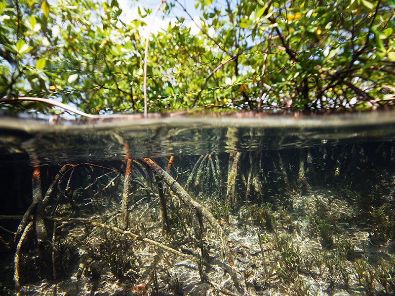 Thiomargarita Magnifica: World’s Major Germs Discovered In Caribbean Mangrove Forest
