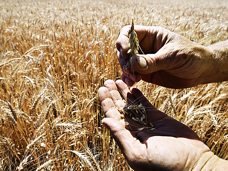 Wheat War: How Ukraine Conflict Raises Hunger Fears