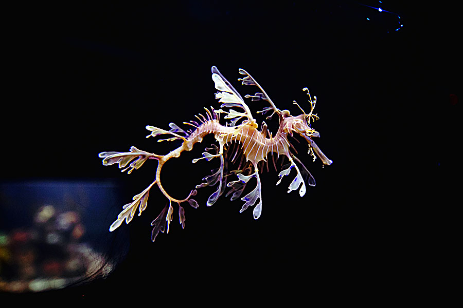 'Evolution gone crazy': What makes sea dragons so strange?