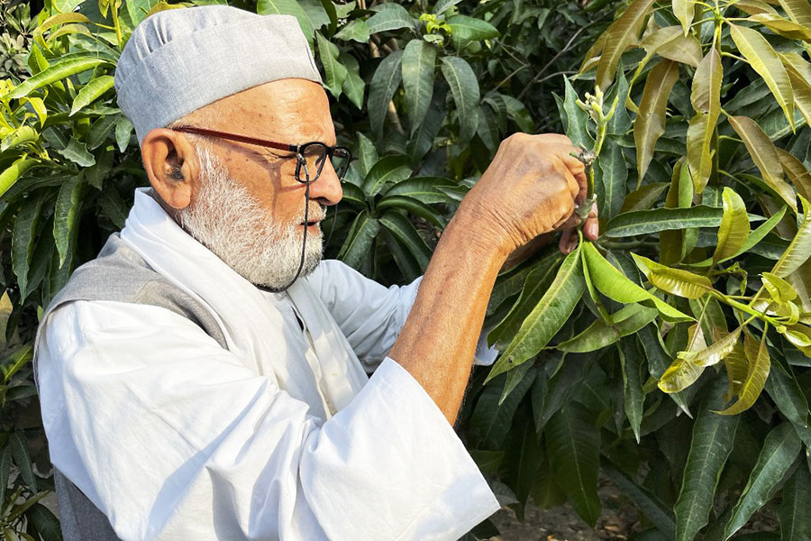 Meet India's mango man, father of 300 varieties